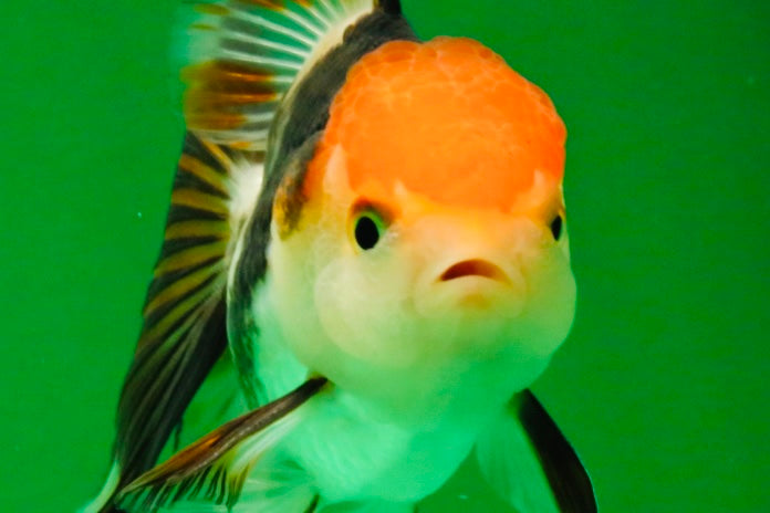 [SINGLE] Tricolor Oranda Male 4-4.5 inches #111425SO_02