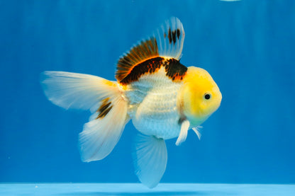 [SINGLE] Tricolor Oranda Male 4.5 inches #032026SO_07