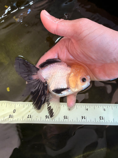 [SINGLE] Panda Button Eyes Oranda Female 4-4.5 inches #041026SO_04