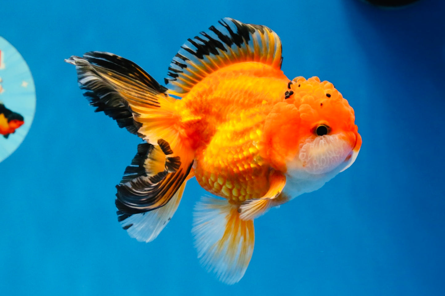 [SINGLE] Orange Oranda Male 4.5 inches #040326SO_05