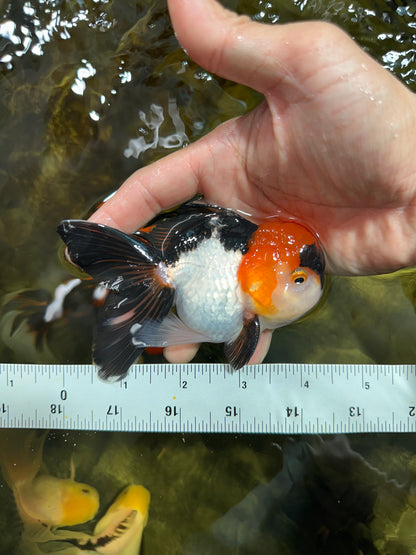 [SINGLE] Tricolor Oranda Male 4-4.5 inches #091925SO_07