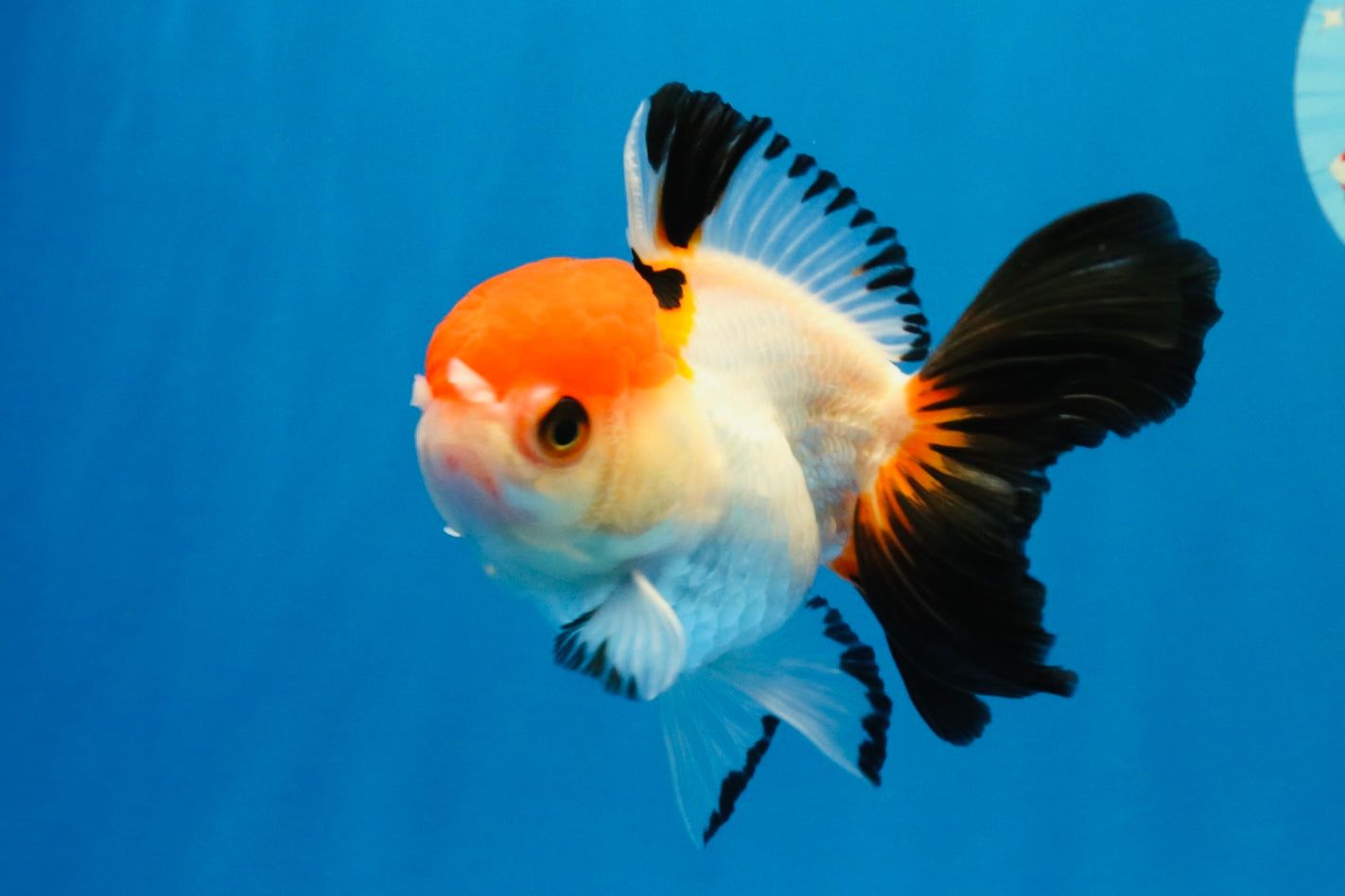 [SINGLE] Tricolor Oranda Female 4-4.5 inches #041026SO_06