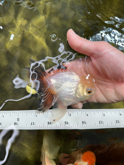 [SINGLE] White Oranda Male 4.5 inches #041825SO_01