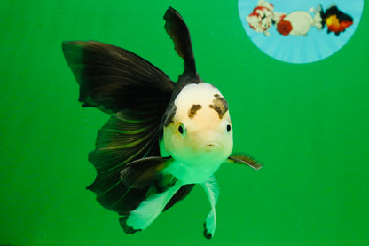 [SINGLE] Panda Oranda Male 5 inches #112125SO_03