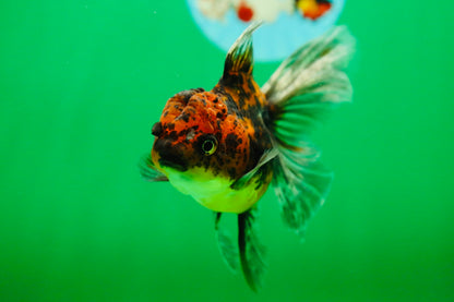[SINGLE] Tiger Oranda Female 4.5 inches #090525SO_01