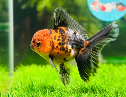 [SINGLE] Calico Oranda Male size 4 inches #112224SO_01