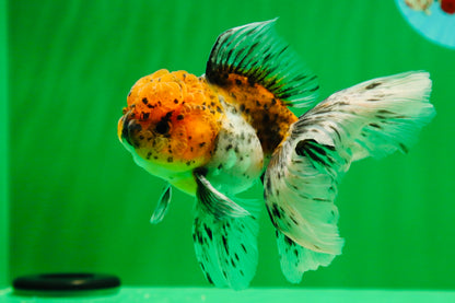 [SINGLE] Calico Oranda Male 4.5 inches #01102025SO_09