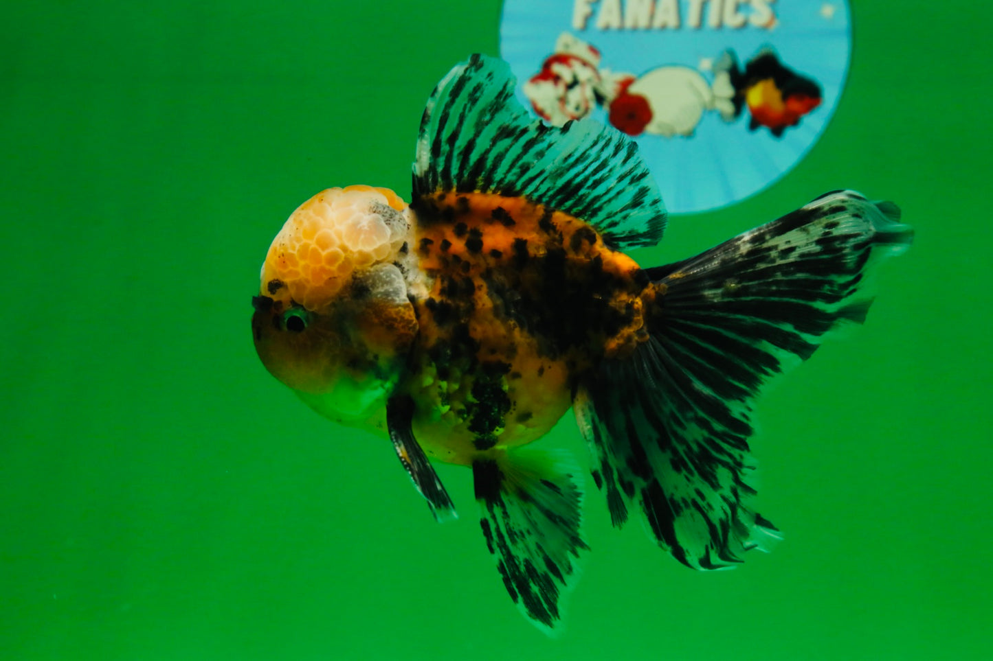 [SINGLE] Tiger Oranda Male 4.5 inches #082225SO_04