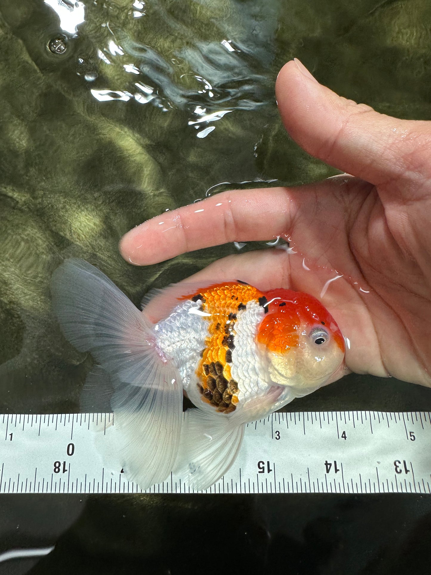 [SINGLE] Tricolor Oranda Male 4-4.5 inches #062725SO_08