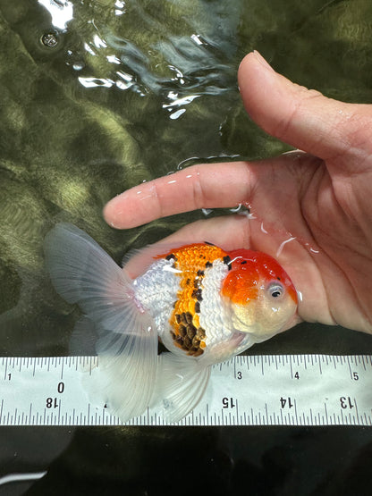 [SINGLE] Tricolor Oranda Male 4-4.5 inches #062725SO_08