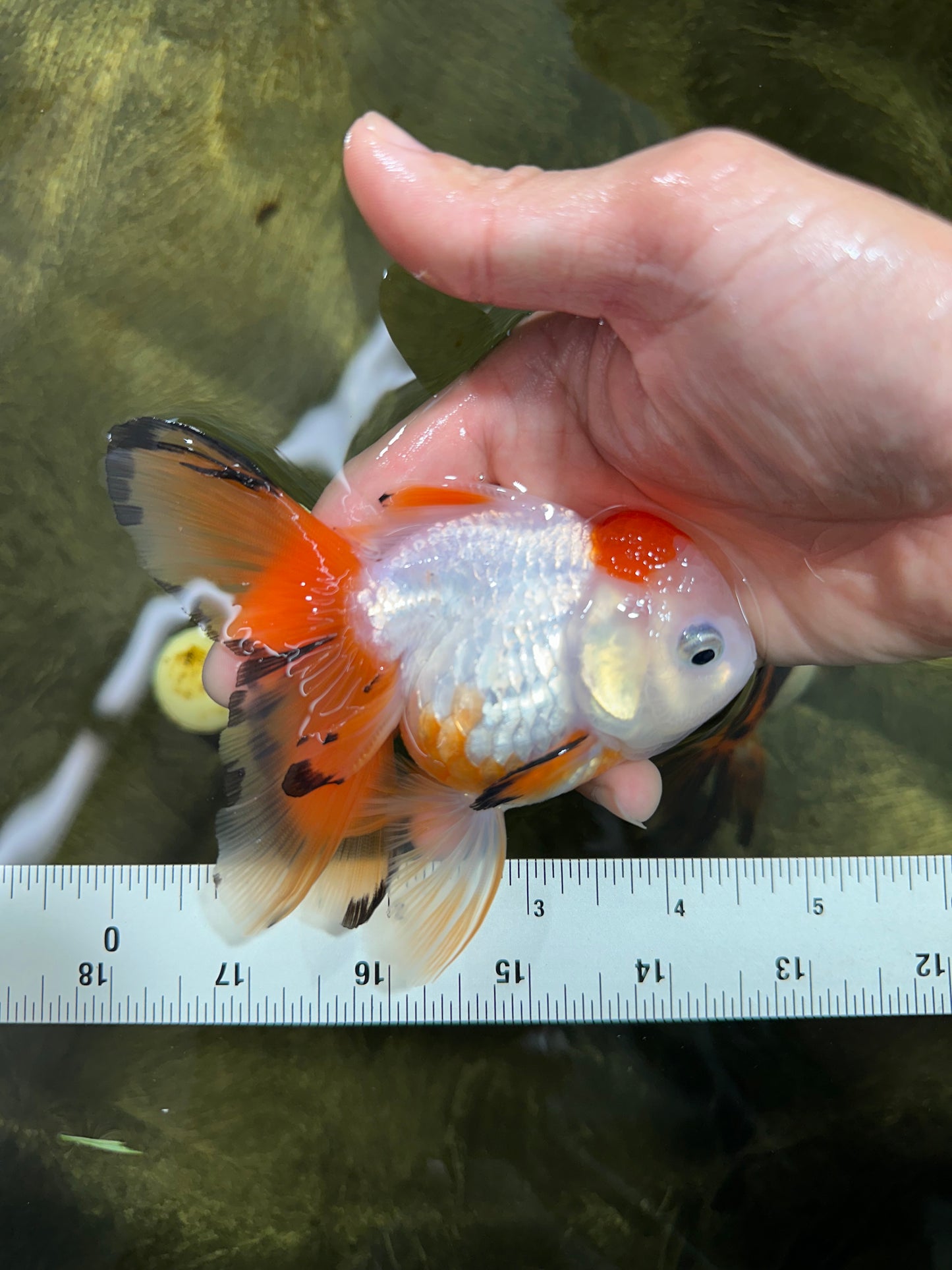 [SINGLE] Tricolor Oranda Female 4.5 inches #062025SO_07