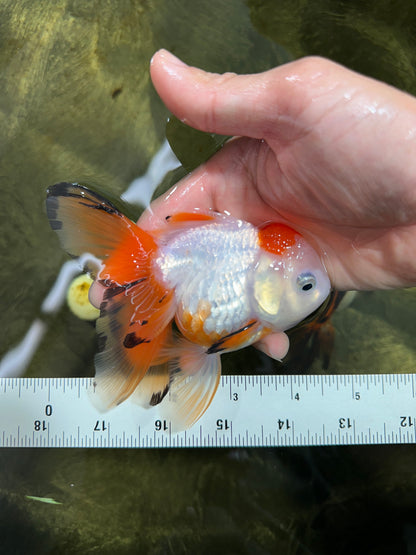 [SINGLE] Tricolor Oranda Female 4.5 inches #062025SO_07