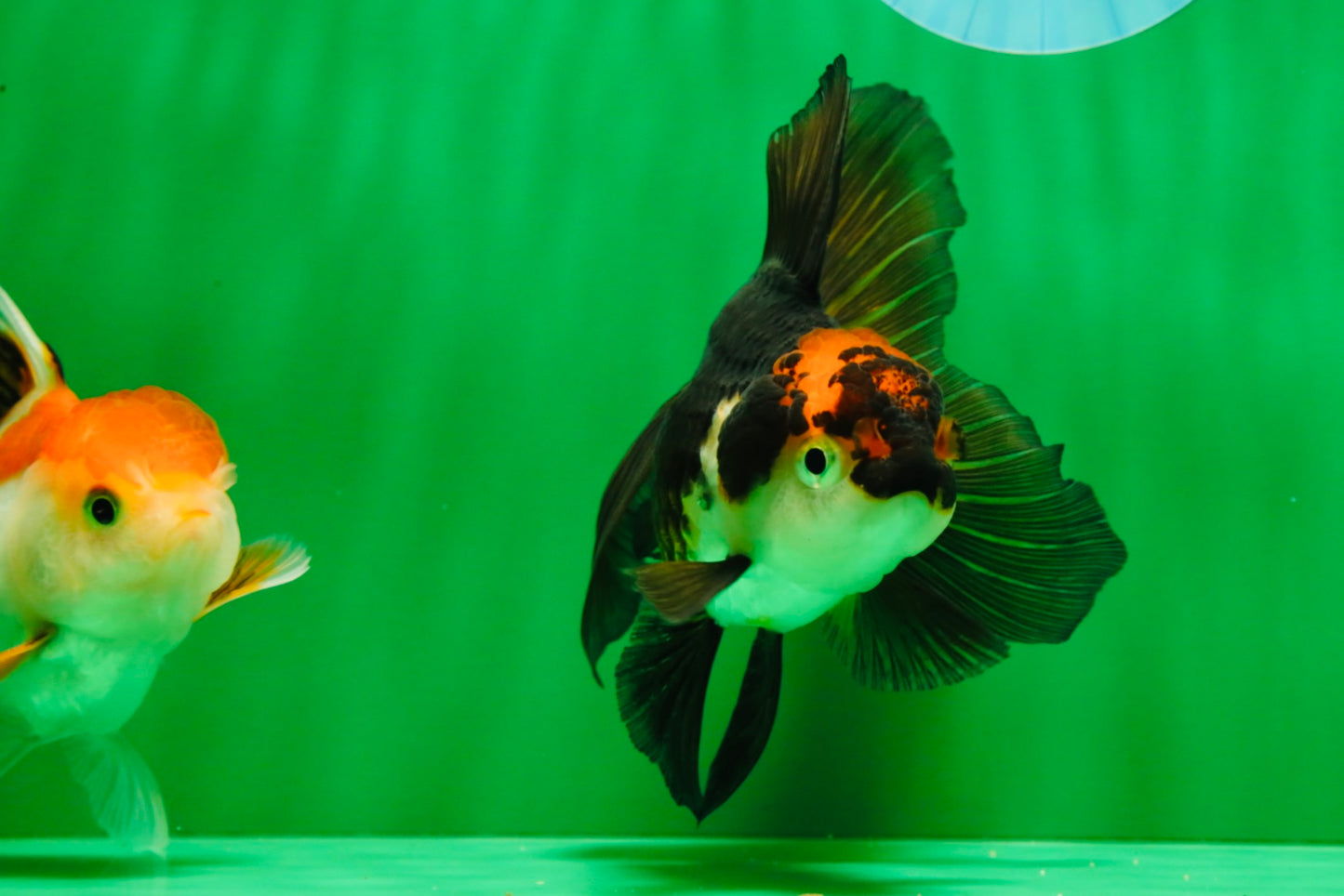 [COUPLE] Red White Male & Tricolor Female Oranda 4-4.5 inches #101025CO_08