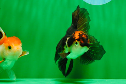 [COUPLE] Red White Male & Tricolor Female Oranda 4-4.5 inches #101025CO_08