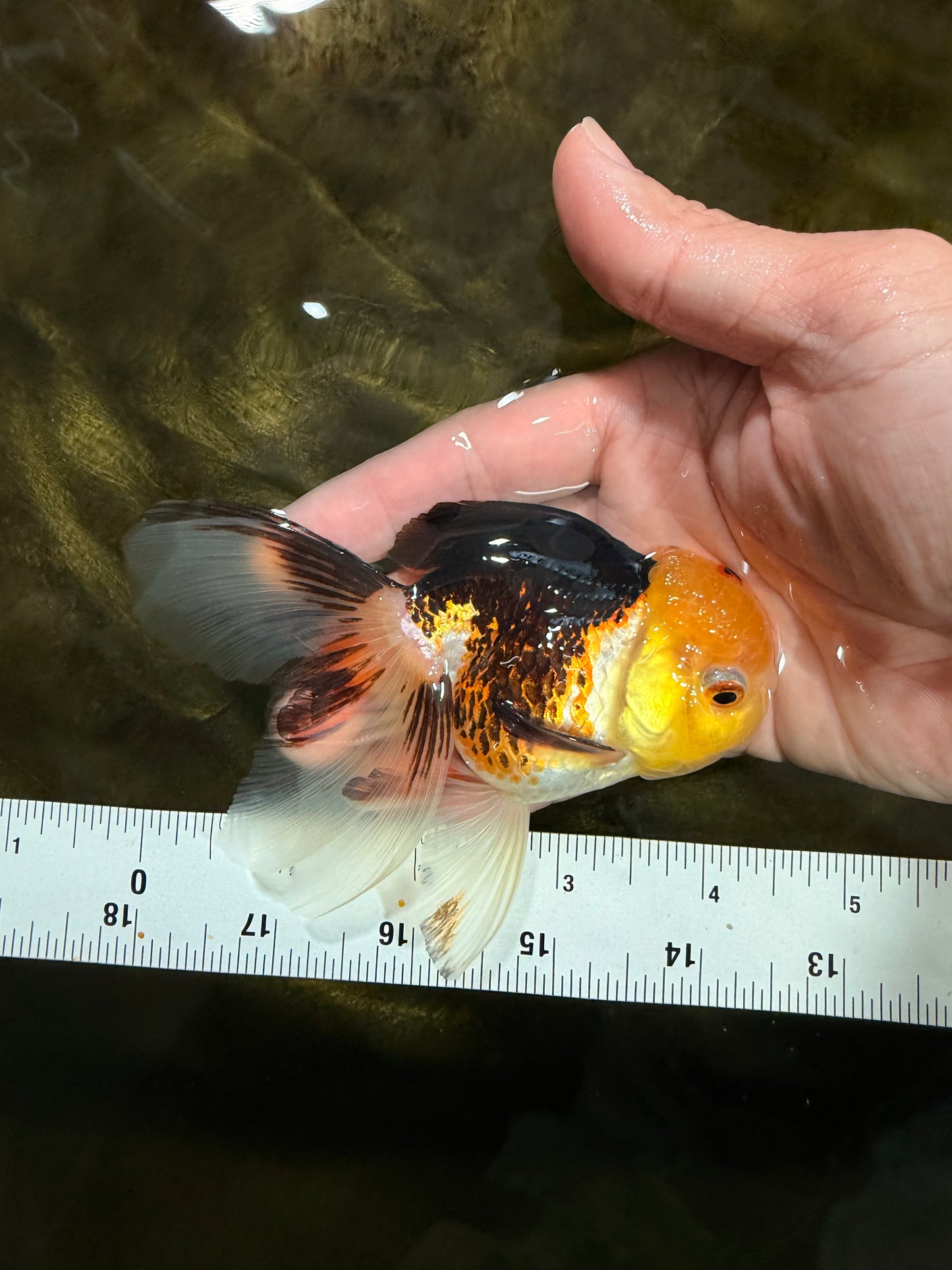 [SINGLE] Tricolor Male 4-4.5 inches #103125SO_03