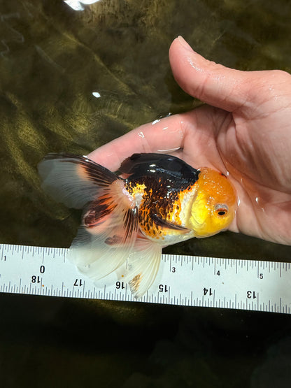 [SINGLE] Tricolor Male 4-4.5 inches #103125SO_03