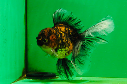[SINGLE] Tiger Oranda Male 5 inches #103125SO_02