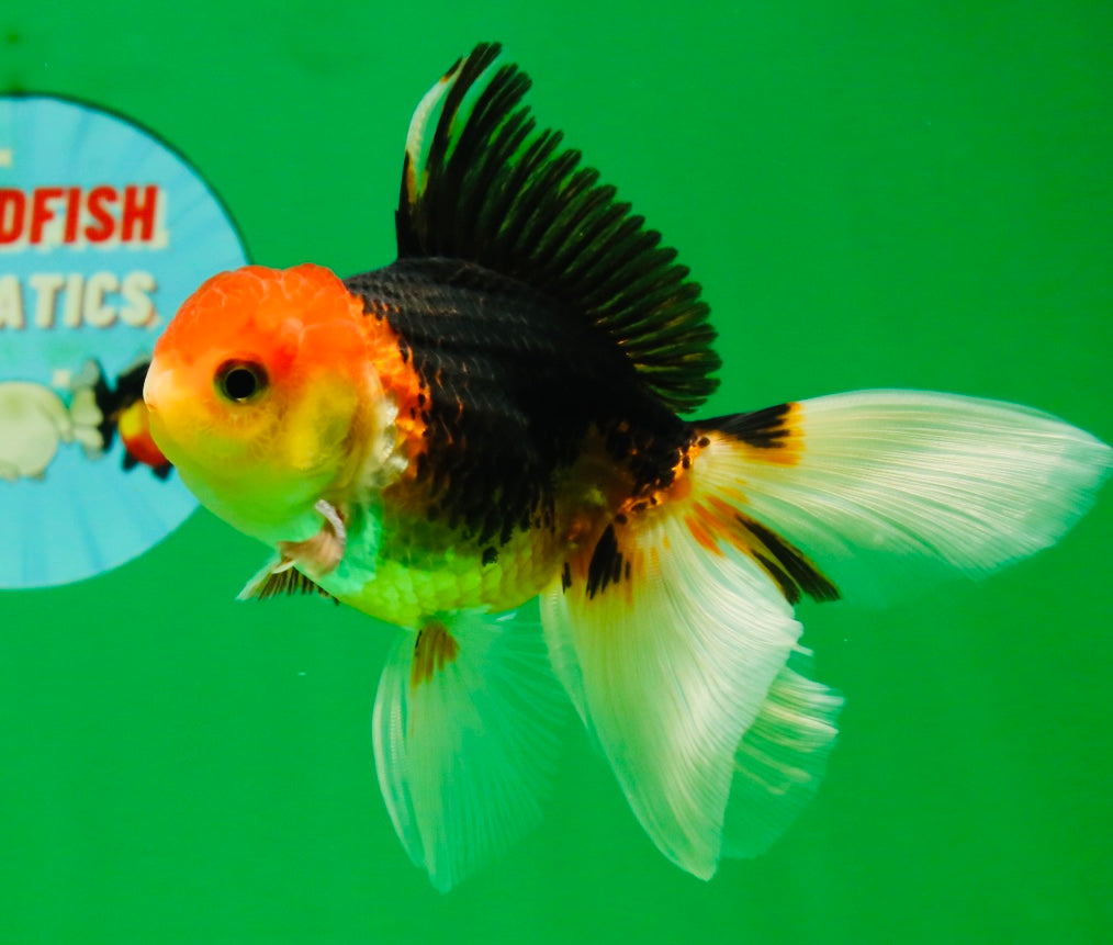 [COUPLE] Tricolor Male & Red White Female Oranda 4-4.5 inches #101025CO_03