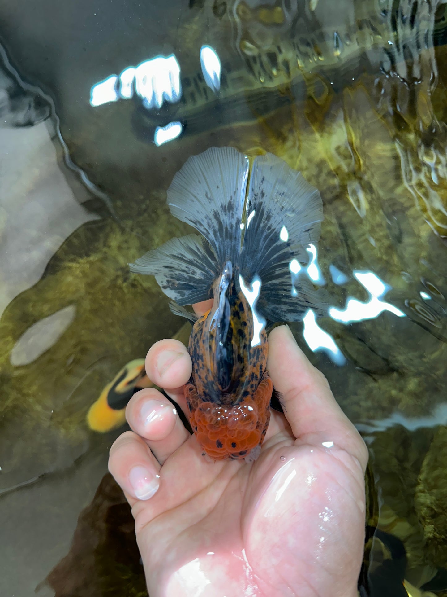 [SINGLE] Tiger Oranda Male 4.5-5 inches #080825SO_08