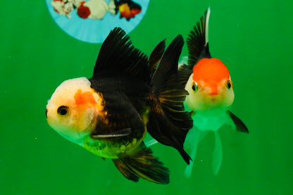 [COUPLE] White Head Male & Red Head Tricolor Female 4-4.5 inches #091925CO_05