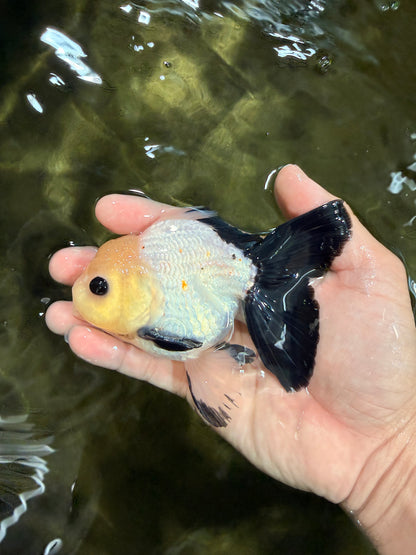 [SINGLE] Panda Button Eyes Oranda Male 4.5 inches #031326SO_10