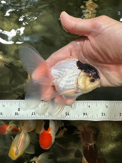 [COUPLE] Button Eyes Tricolor Female & Panda  Male Oranda 4.5 inches #052325CO_08