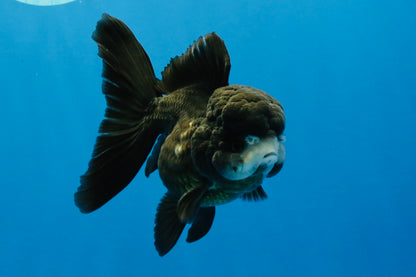 [SINGLE] Black Oranda Female 4-4.5  inches #040326SO_03