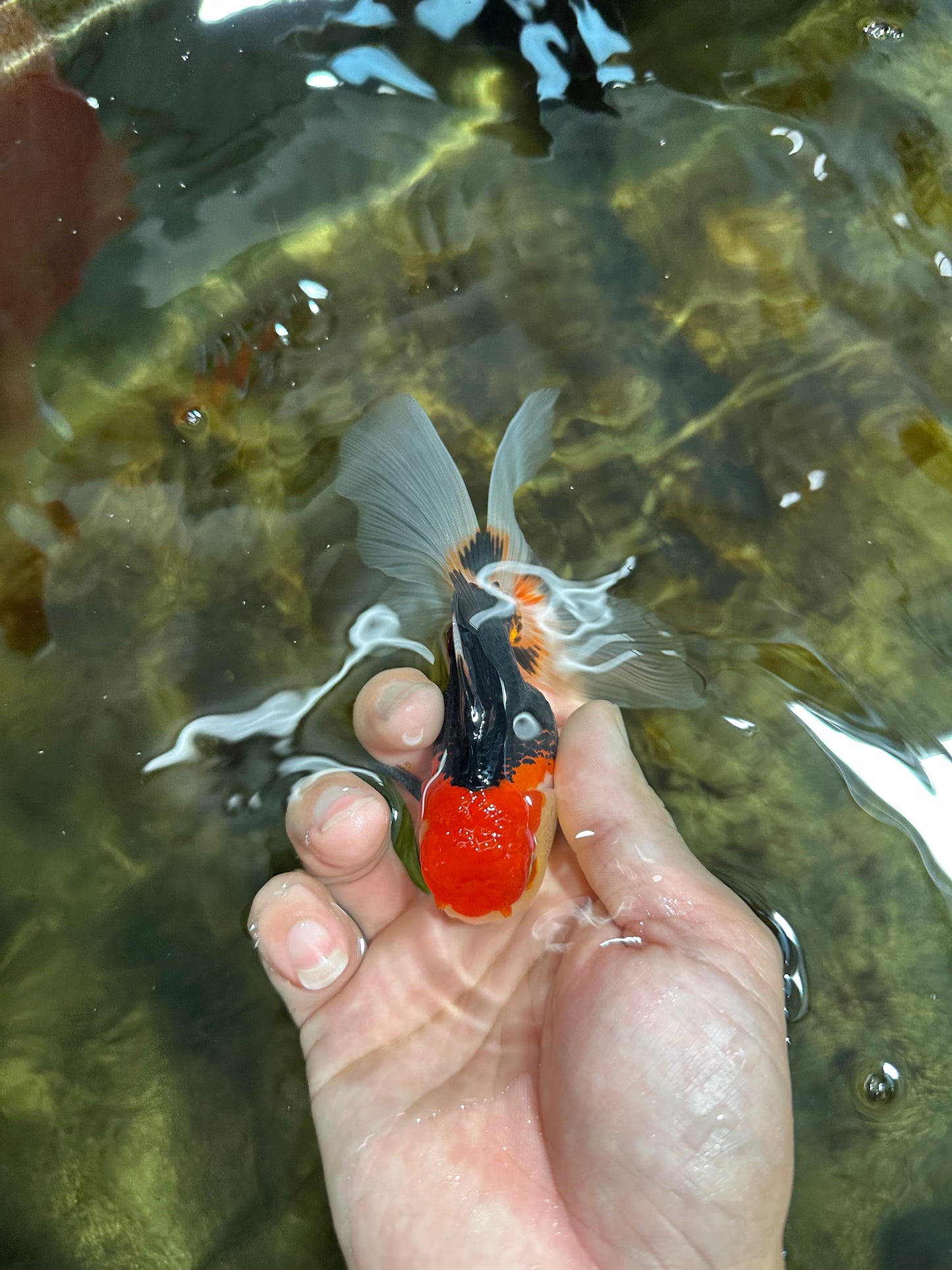 [COUPLE] Tricolor Male & Red White Female Oranda 4-4.5 inches #101025CO_03