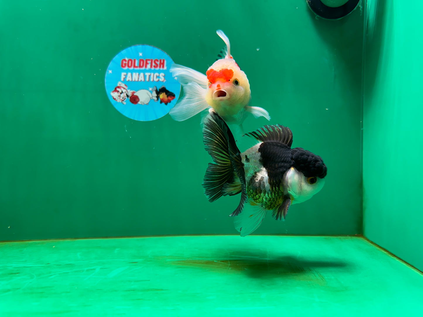 [COUPLE] Panda & Tricolor Male Oranda 4-4.5 inches #052325CO_04