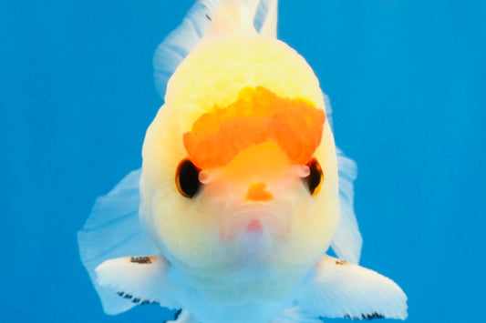[SINGLE] Red White Oranda Male 4-4.5 inches #041026SO_10