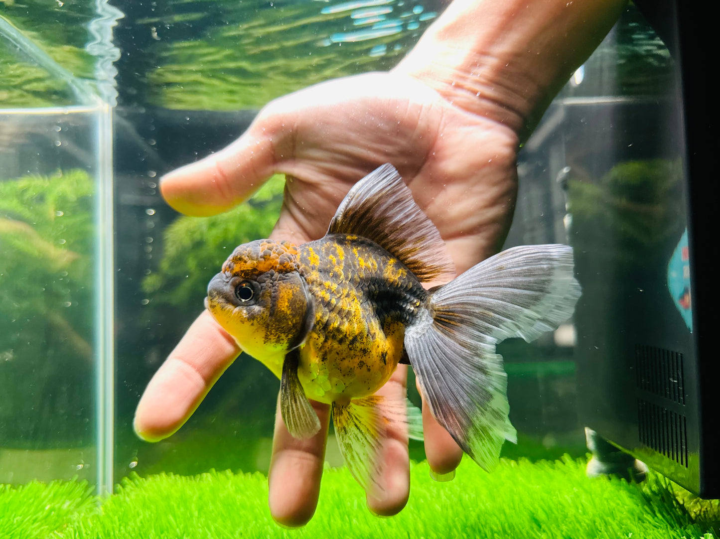 [SINGLE] Kirin Oranda Female size 4.5 inches #112224SO_06