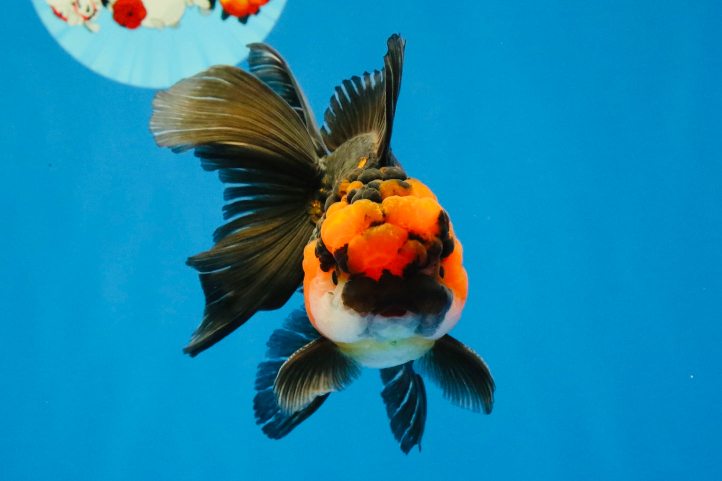 [SINGLE] Tricolor Oranda Male 4.5 inches #040326SO_09