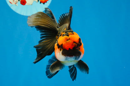 [SINGLE] Tricolor Oranda Male 4.5 inches #040326SO_09
