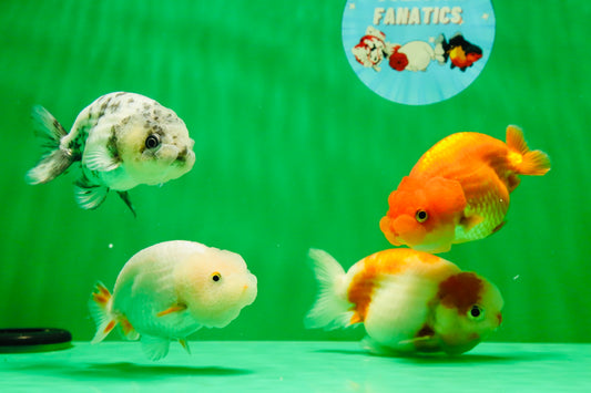 [QUAD] Mix Color Gender : Unknown Lionchu 3-3.5 inches #041125_11