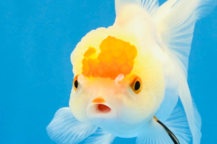 [SINGLE] Red White Oranda Female 4 inches #032026SO_01