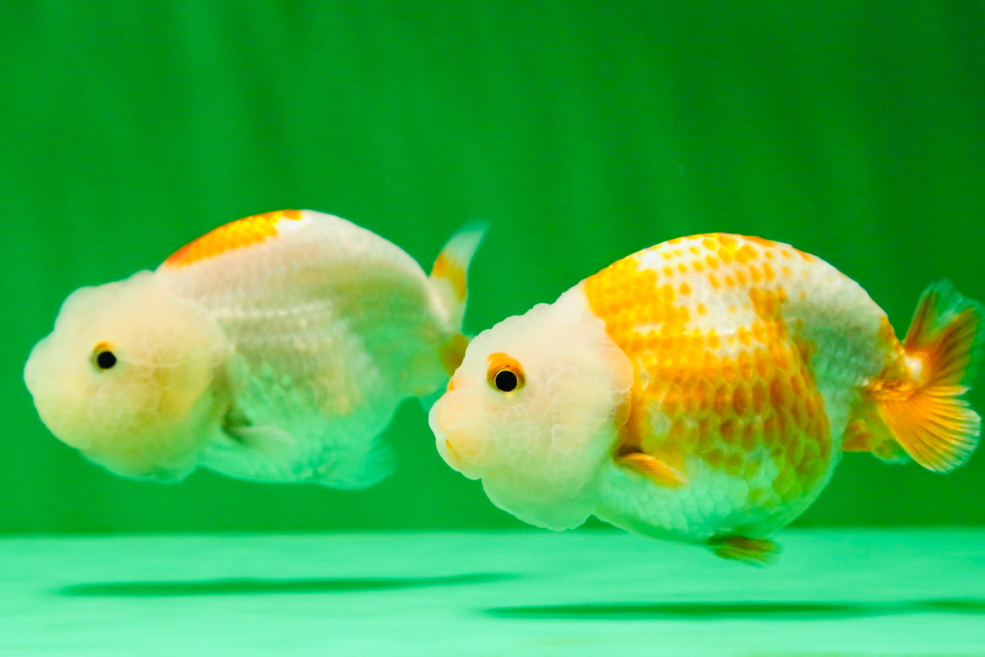 [COUPLE] Red White Lionchu Gender : Unknown 3 inches #041125_09