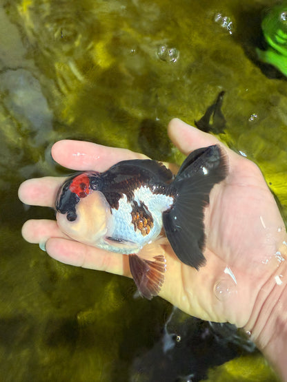 [SINGLE] Tricolor Bottom Eyes Oranda Male 4-4.5 inches #022726SO_07
