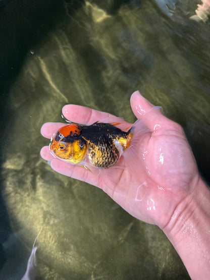 [COUPLE] Tricolor Female & White Male Oranda 4-4.5 inches #050225CO_06