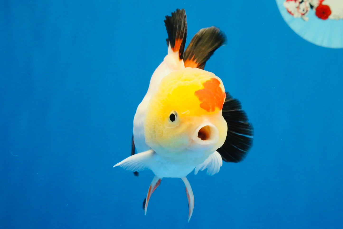[SINGLE] Tricolor Oranda Male 4.5 inches #022726SO_10
