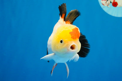 [SINGLE] Tricolor Oranda Male 4.5 inches #022726SO_10