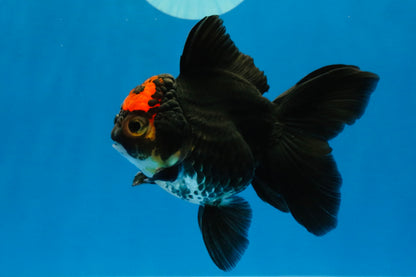 [SINGLE] Tricolor Oranda Female 4-4.5 inches #041726SO_04
