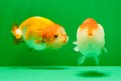 [COUPLE] Red White Lionchu Gender : Unknown 3 inches #041125_10