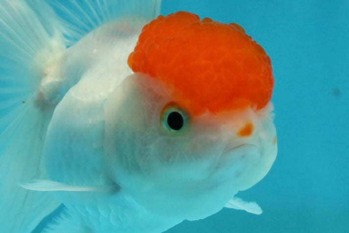 [SINGLE] Red Cap Oranda Female 4-4.5 inches #112924SO_18