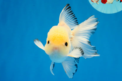 [SINGLE] Tricolor Oranda Male 4.5-5 inches #030626SO_05