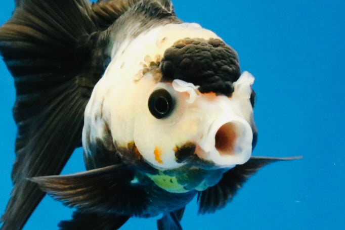 [SINGLE] Panda Oranda Female 4 inches #032026SO_02