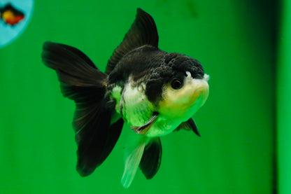 [SINGLE] Panda Oranda Male 4.5 inches #080825SO_10