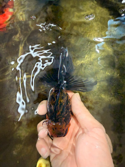 [SINGLE] Tiger Female 4.5 inches #101725SO_02