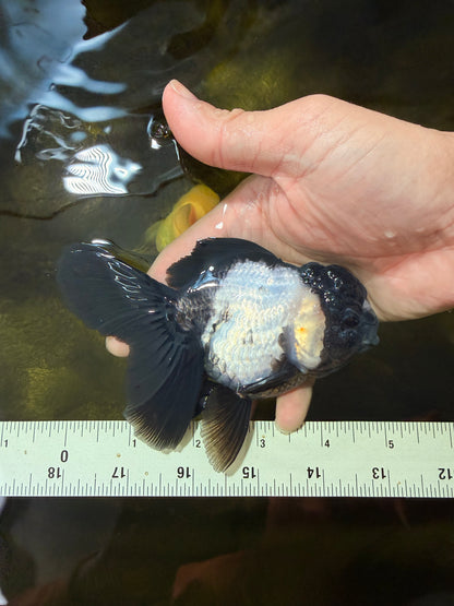 [SINGLE] Panda Oranda Female 4.5-5 inches #040326SO_01