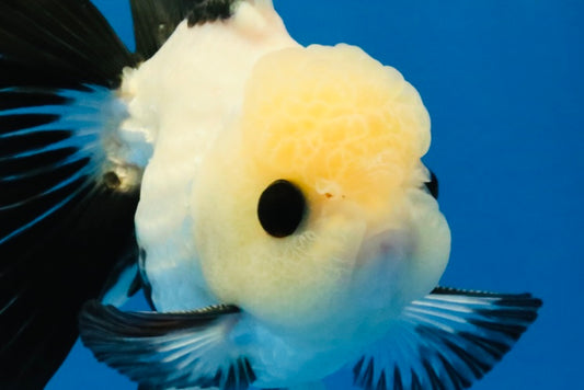 [SINGLE] Panda Oranda Male 4-4.5 inches #040326SO_04