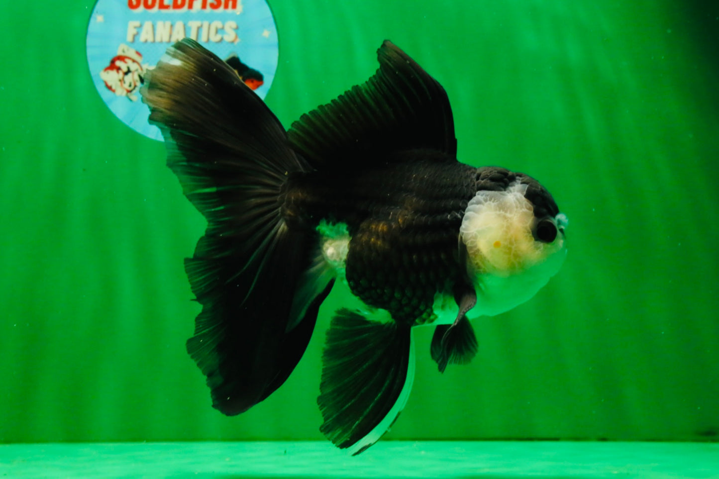 [SINGLE] Panda Oranda Male 5.5-6  inches #121925SO_02